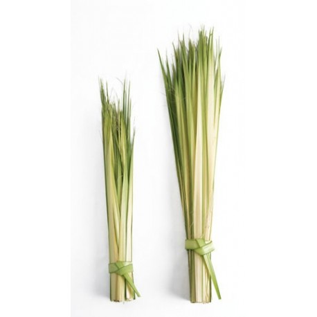 Short Double Palm Strips 13” to 20”